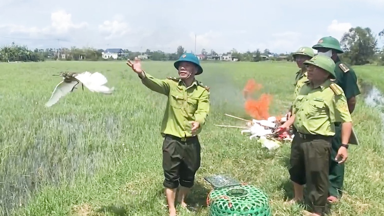Thu gom tiêu hủy hàng ngàn bẫy chim, nhiều con cò trắng được thả về tự nhiên