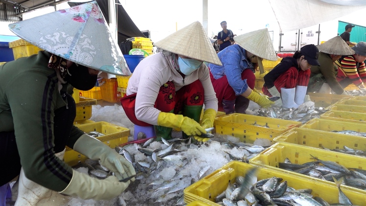 Ngư dân trúng mùa cá biển, cảng Tắc Cậu nhộn nhịp thương lái