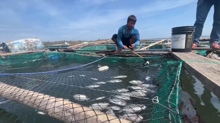 Hàng trăm tấn cá chết sau bão, người dân đầm Cù Mông thiệt hại hàng trăm triệu đồng