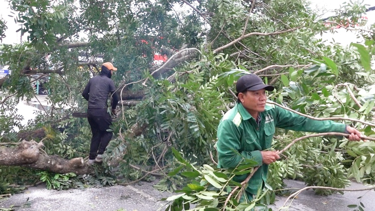 Cây xà cừ cao 20m bật gốc ngã đè đường dây trung thế ở TP Cần Thơ