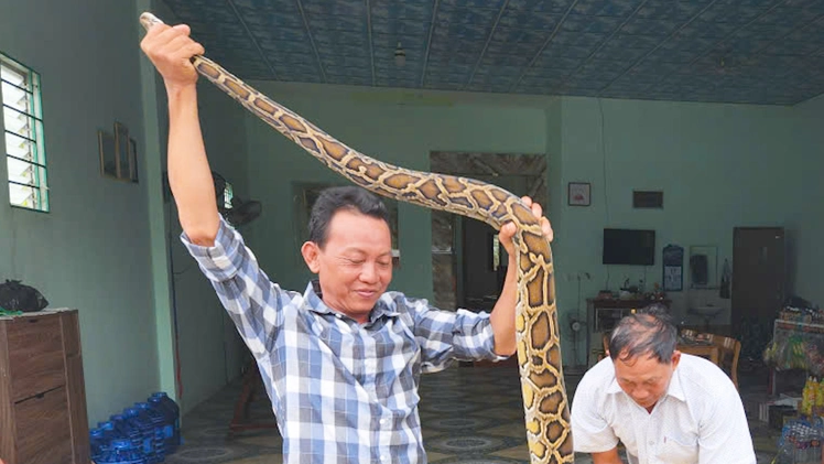 Bắt được cặp trăn cả chục ký, chủ ruộng nói sẽ thả về rừng