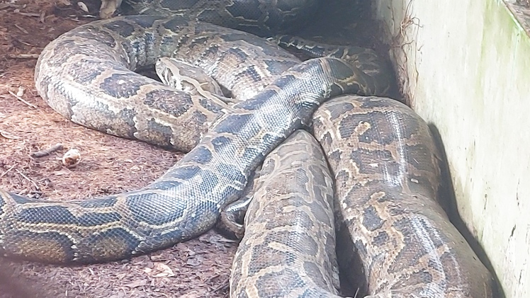 Vườn quốc gia U Minh Thượng vừa tiếp nhận con trăn khổng lồ gần 100kg, dài 5m