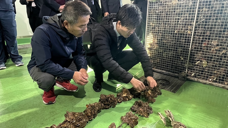 Hàu, sò Nhật Bản chết hàng loạt chưa rõ nguyên nhân, chính phủ điều tra khẩn