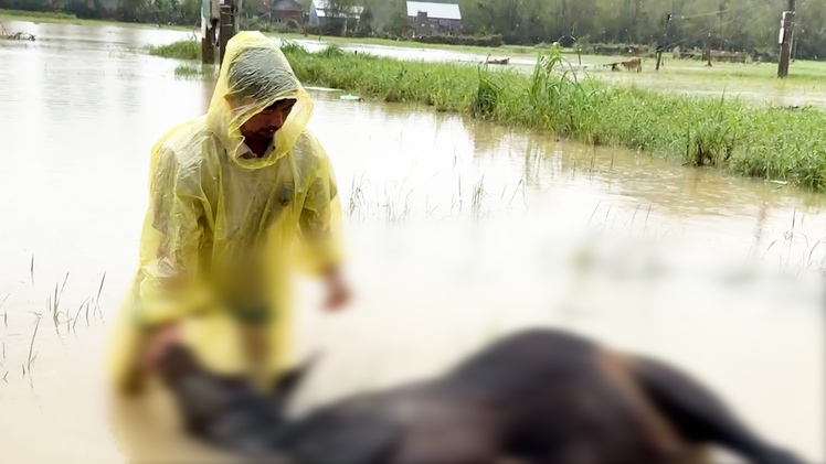 Người dân khóc nghẹn bên xác bò chết la liệt do lũ ở Đắk Lắk, Khánh Hòa