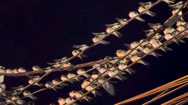 Chuyện lạ: Hàng ngàn chim én chen nhau đậu dày đặc trên dây điện ở Cần Thơ