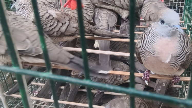 Tạm giữ khoảng 1.000 con chim không giấy tờ bày bán ở lề đường phường Chợ Lớn, TP.HCM