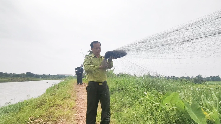 Kiểm lâm tháo hàng trăm mét lưới bẫy chim trời ở Đông Thạnh, TP.HCM