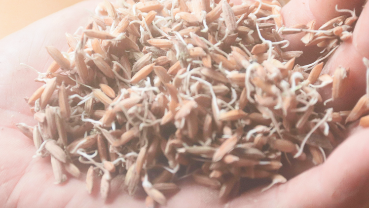 Cận cảnh hàng trăm bao lúa, gạo chìm trong nước lũ khiến nhiều hộ kinh doanh khóc ròng