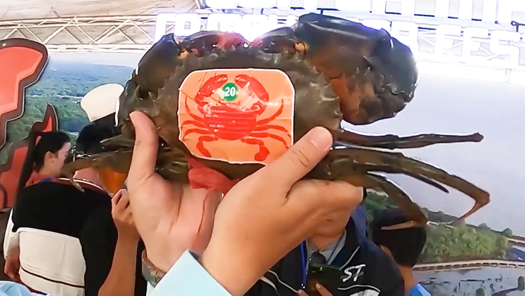 Cà Mau đang tìm con cua nặng nhất để xác lập kỷ lục, liệu có vượt mốc 1,452kg?