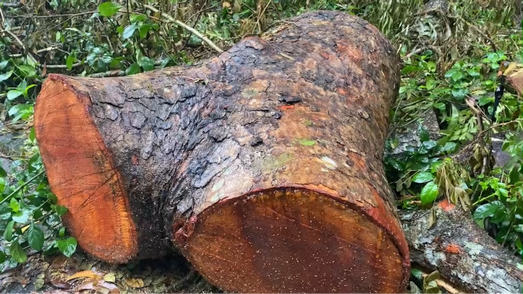 Hàng chục cây xà cừ trong khu Hồ Nước Ngọt ở Sóc Trăng bị đốn hạ, công an vào cuộc