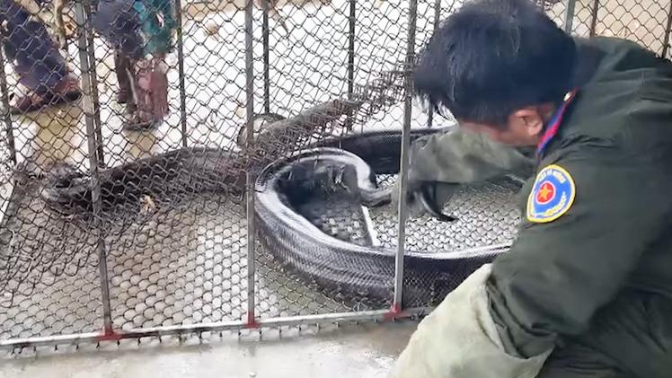 Người dân bắt được 3 con trăn đất nặng hàng chục ký, bàn giao cho kiểm lâm