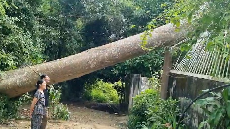 Cổ thụ cao 40 mét bật gốc đè trúng nhà dân khi chủ cây đang chuẩn bị đốn hạ