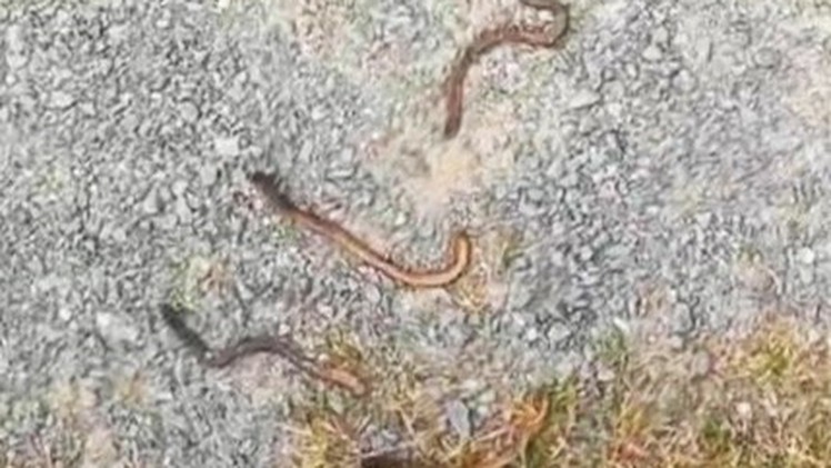 Giun đất chết hàng loạt ở chân Đèo Ngang, cơ quan chuyên môn nói gì?