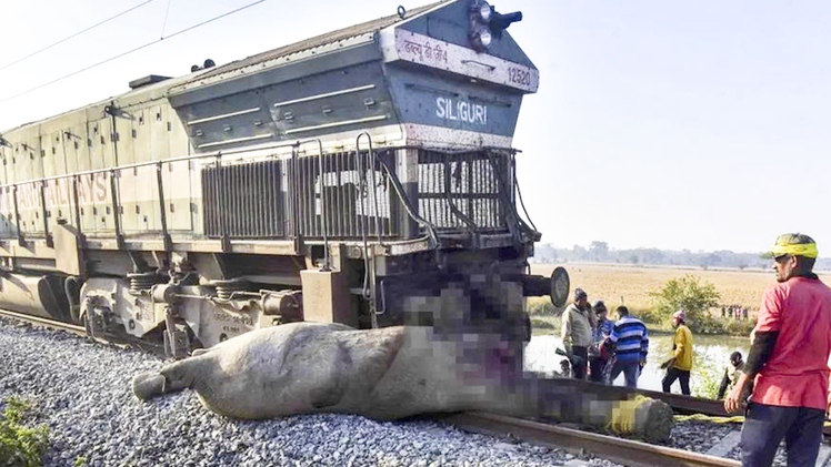 Đoàn tàu chở khách tông chết 7 con voi băng qua đường ray ở Ấn Độ