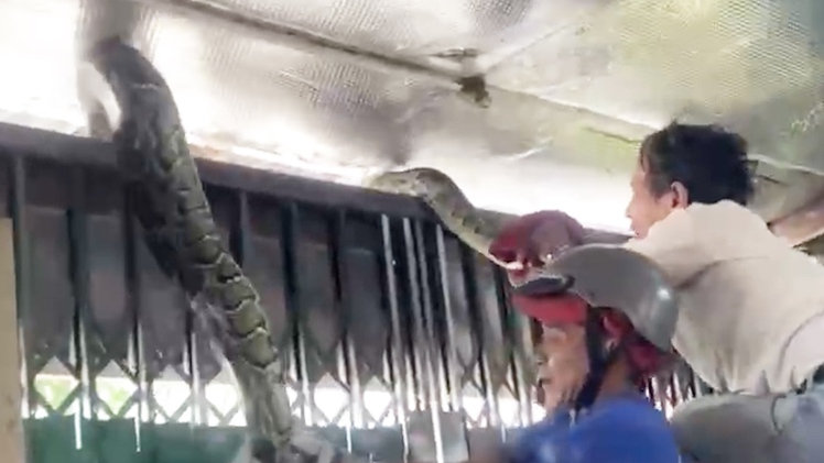 Vây bắt con trăn dài 4m, nặng hơn 15kg bò từ Núi Sam vào nhà dân