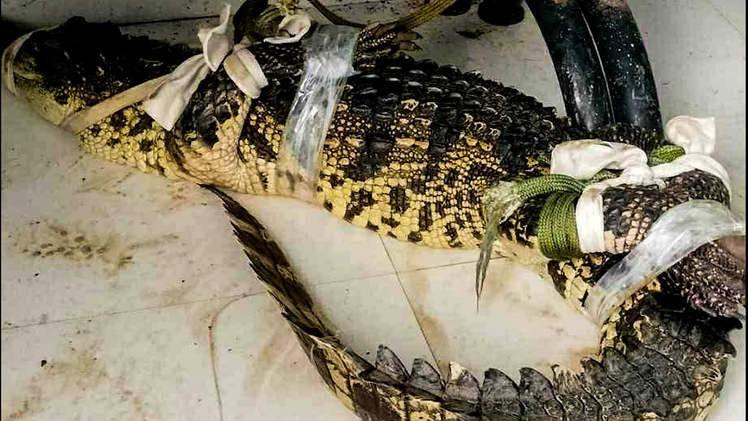 Video người dân bắt trói cá sấu trong ao gần nhà ở Cà Mau