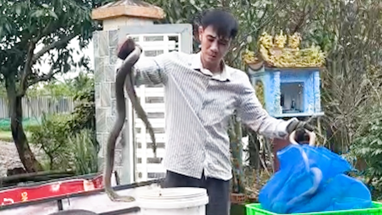 Phát hiện xe khách giường nằm chở gần 700 con rắn hổ mang, nặng gần 1 tấn