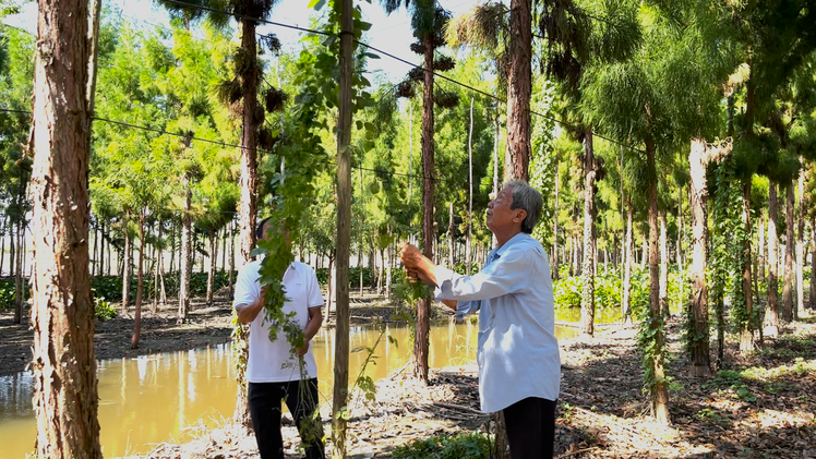 Loài cây quý bên bờ tuyệt chủng, đã sinh sôi trên đất cù lao ở Cần Thơ