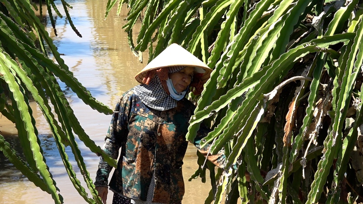 Nhiều nhà vườn thanh long vùng hạ du hồ Sông Quao trắng tay vì lũ