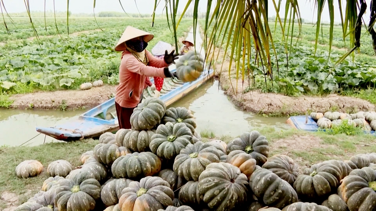 Góc nhìn trưa nay: Nông dân Cà Mau sản xuất theo hướng ‘thuận thiên’