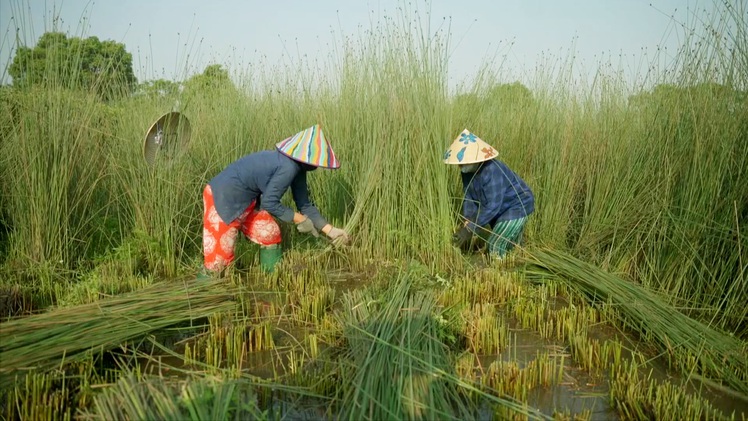 Góc nhìn trưa nay | Cỏ bàng và hành trình đầy rực rỡ