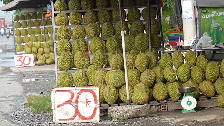 Vì sao sầu riêng miền Tây bán lề đường chỉ 30.000 đồng/kg?