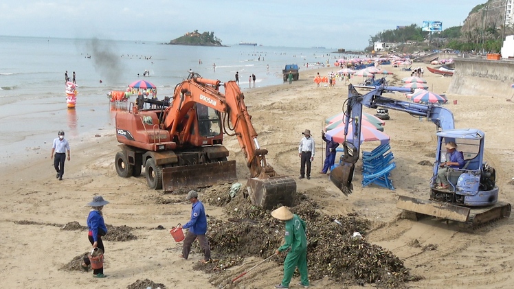Vài chục tấn lục bình tấp vào bãi tắm ở Vũng Tàu mỗi ngày, rác từ đâu ra?