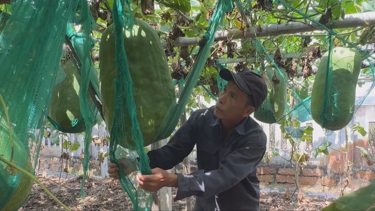 Góc nhìn trưa nay | Độc đáo làng trồng bí đao khổng lồ ở Bình Định