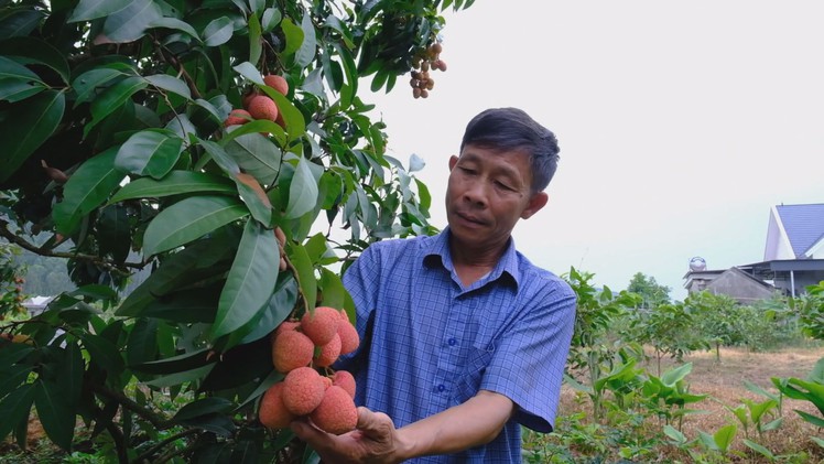 Góc nhìn trưa nay | Nông dân Bắc Giang háo hức đón vụ vải chín sớm