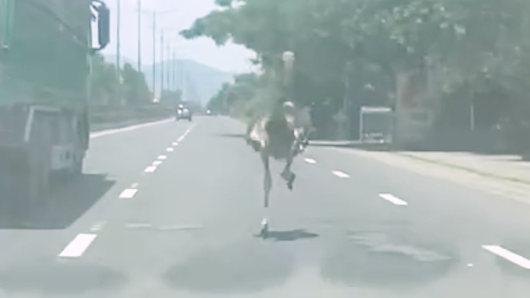 Đà điểu chạy bộ trên quốc lộ 1, nghi là vật nuôi sổng chuồng