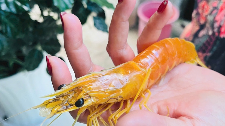 Cận cảnh con tôm sú màu vàng óng, có tới 3 râu độc lạ ở Cà Mau
