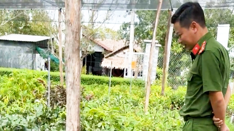 Vụ đòi cơ sở cây giống có 'chứng chỉ ghép cây': Sở Nông nghiệp và Môi trường tỉnh Hậu Giang nói gì?