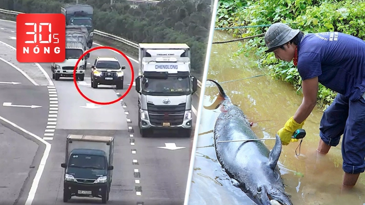 Bản tin 30s Nóng: Ô tô rượt đuổi 2 xe tải trên cao tốc; Cá heo đi lạc bị đâm ở Cà Mau đã chết