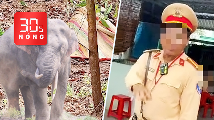 Bản tin 30s Nóng: Voi quật chết người ở Đồng Nai; Quay video tố CSGT ở Vĩnh Long