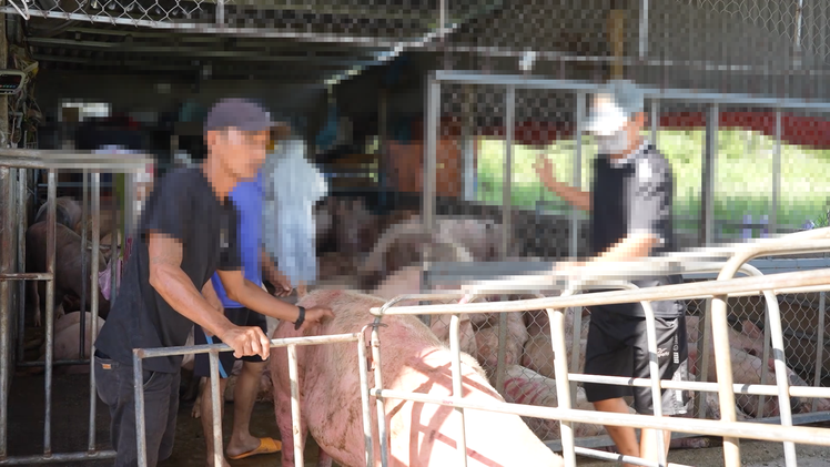 Lời khai của chủ cơ sở thu mua, vận chuyển heo dịch làm thực phẩm bán ra thị trường