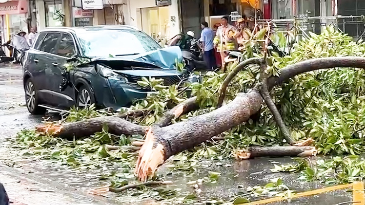 Mưa dông, cây xanh ngã đổ đè nhiều ô tô ở TP.HCM