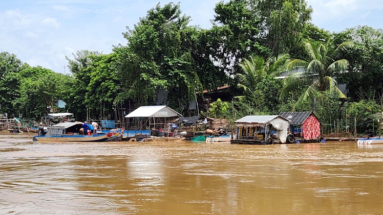 Nước lũ đầu nguồn đổ về An Giang, cá linh xuất hiện sớm, người dân vui mừng
