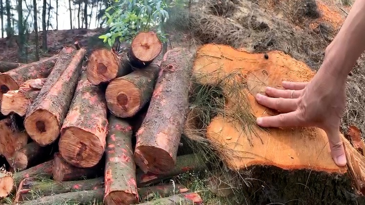 Hàng trăm cây phi lao bị chặt trong rừng phòng hộ để làm củi