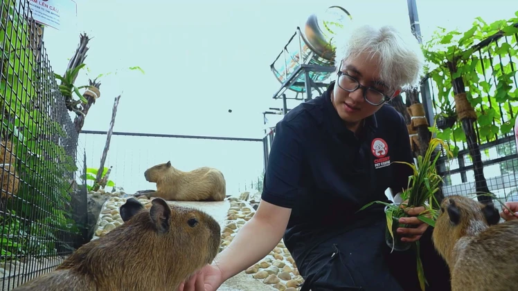 Góc nhìn trưa nay: Độc đáo quán cà phê thu hút khách nhờ ‘hoa hậu thân thiện’ capybara