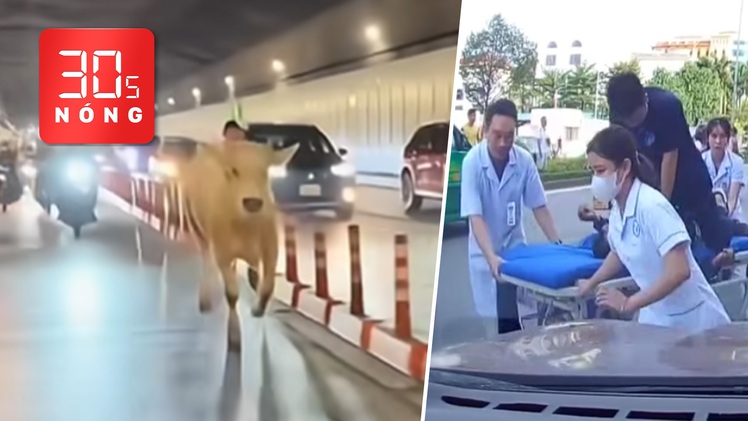 Bản tin 30s nóng: Bò chạy lạc vào hầm sông Sài Gòn; Cứu sống 2 công nhân bị điện giật