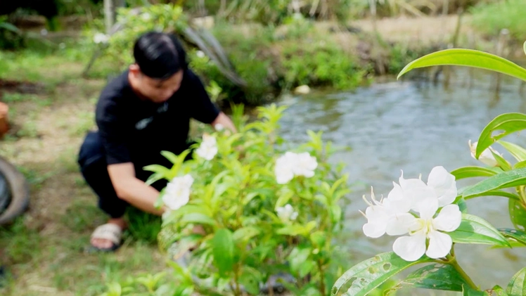 Góc nhìn trưa nay: Người nhân giống hoa mua trắng quý hiếm giữa rừng U Minh Hạ