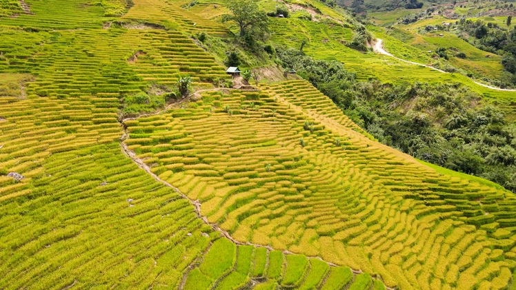 Ngắm mùa vàng Ngọc Linh giữa đại ngàn Quảng Ngãi