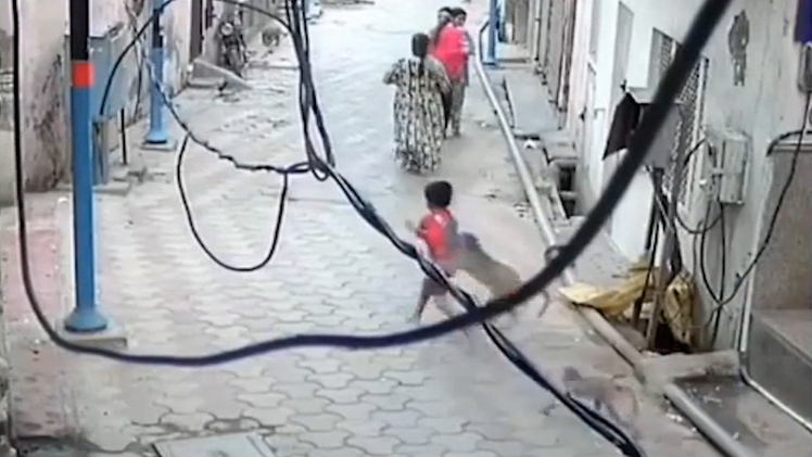 Bé trai 5 tuổi bị khỉ rượt đuổi, tấn công trên đường ở Ấn Độ