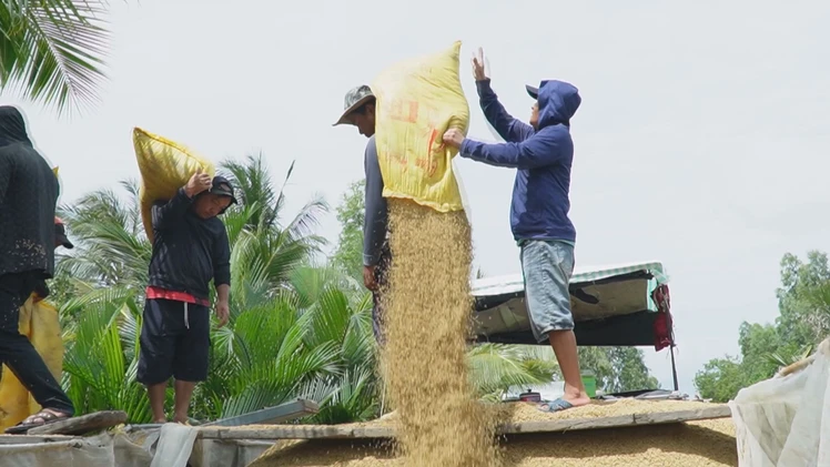 Góc nhìn trưa nay | Vì sao giá lúa giảm, nông dân Cà Mau vẫn vui?