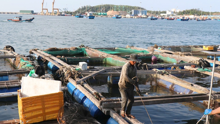 Lồng bè nuôi thủy sản lấn luồng hàng hải cảng Dung Quất tiềm ẩn nguy cơ tai nạn