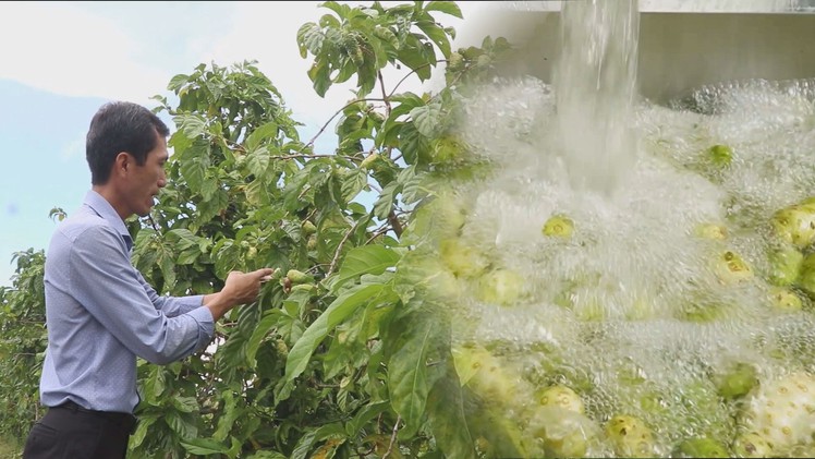 Góc nhìn trưa nay: Làm giàu từ cây nhàu trên vùng đất U Minh Hạ