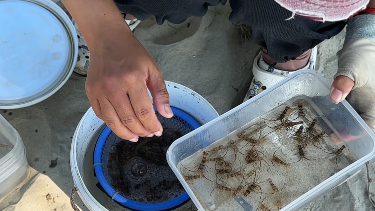 Săn tôm hùm giống, ngư dân thu bạc triệu mỗi chuyến ra khơi