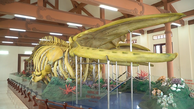 Cận cảnh 2 bộ xương cá ông lớn nhất Việt Nam sau thời gian phục dựng ở Lý Sơn