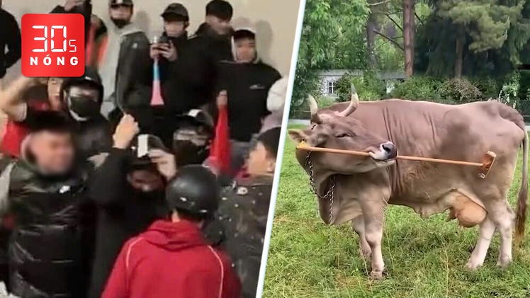 Bản tin 30s nóng: Tạm giữ nhóm sàm sỡ cô gái đêm ‘đi bão’; Bò cũng biết dùng chổi... gãi ngứa