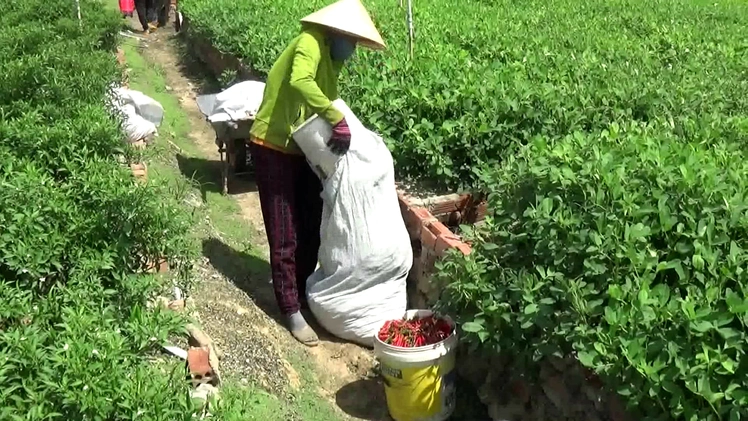 Cận Tết, ớt Khánh Hòa trúng mùa, trúng giá